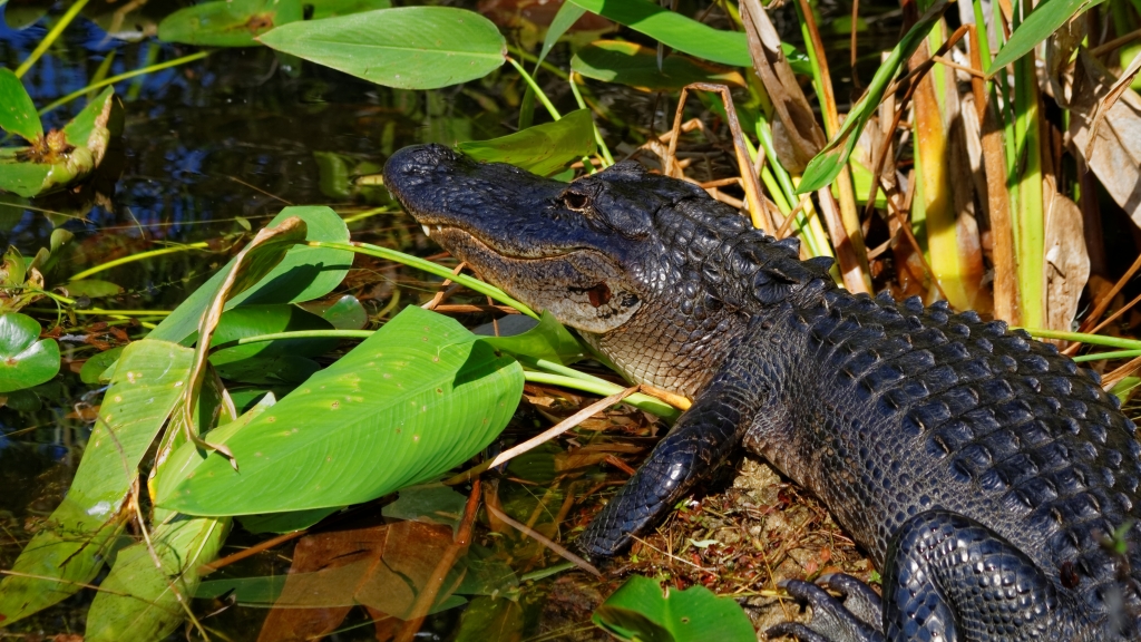 02 - Everglade NP (29).jpg